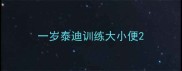 一岁泰迪训练大小便