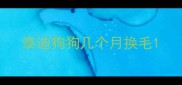 泰迪狗狗几个月换毛