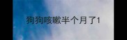 狗狗咳嗽半个月了