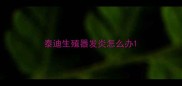 泰迪生殖器发炎怎么办