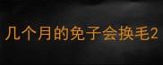 几个月的免子会换毛