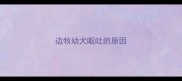 边牧幼犬呕吐的原因