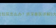 哈士奇幼犬停食只拉尿怎么办资深兽医详解5大原因及应对措施