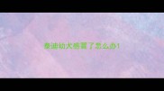 泰迪幼犬感冒了怎么办