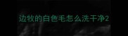 边牧的白色毛怎么洗干净