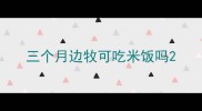 三个月边牧可吃米饭吗