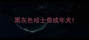 黑灰色哈士奇成年犬