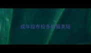 成年拉布拉多幼猫美短