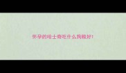 怀孕的哈士奇吃什么狗粮好