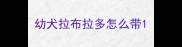 幼犬拉布拉多怎么带