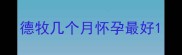 德牧几个月怀孕最好