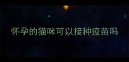 怀孕的猫咪可以接种疫苗吗