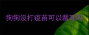 狗狗没打疫苗可以裁耳吗