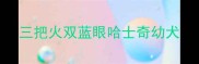 三把火双蓝眼哈士奇幼犬
