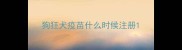 狗狂犬疫苗什么时候注册