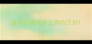 金毛拉布拉多土狗的区别