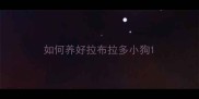 如何养好拉布拉多小狗