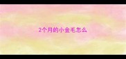 2个月的小金毛怎么