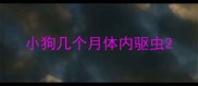 小狗几个月体内驱虫