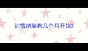 训雪纳瑞狗几个月开始