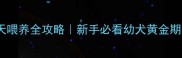 哈士奇40天喂养全攻略新手必看幼犬黄金期喂养指南