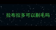 拉布拉多可以剔毛吗