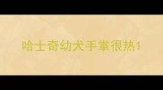 哈士奇幼犬手掌很热