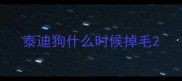 泰迪狗什么时候掉毛