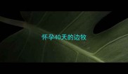 怀孕40天的边牧