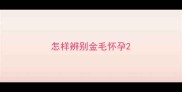 怎样辨别金毛怀孕