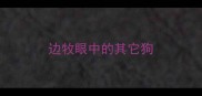 边牧眼中的其它狗