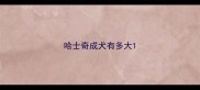 哈士奇成犬有多大