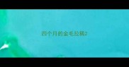 四个月的金毛拉稀