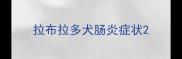 拉布拉多犬肠炎症状