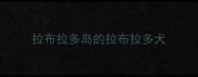 拉布拉多岛的拉布拉多犬