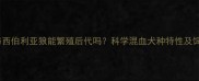 哈士奇与西伯利亚狼能繁殖后代吗科学混血犬种特性及饲养指南