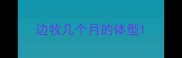 边牧几个月的体型