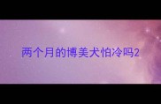 两个月的博美犬怕冷吗