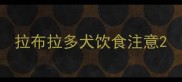 拉布拉多犬饮食注意