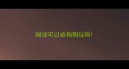 网球可以给狗狗玩吗
