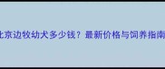 北京边牧幼犬多少钱最新价格与饲养指南