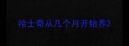 哈士奇从几个月开始养