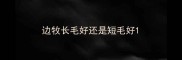 边牧长毛好还是短毛好