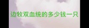 边牧双血统的多少钱一只