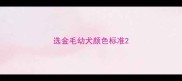 选金毛幼犬颜色标准