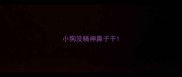 小狗没精神鼻子干