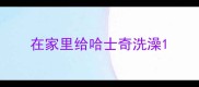 在家里给哈士奇洗澡