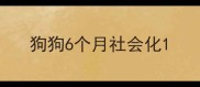狗狗6个月社会化