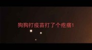 狗狗打疫苗打了个疙瘩