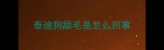 泰迪狗舔毛是怎么回事